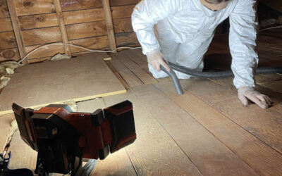 Spring Birth Season: Why Trapping the Animal in Your Attic Could Be a Costly Mistake
