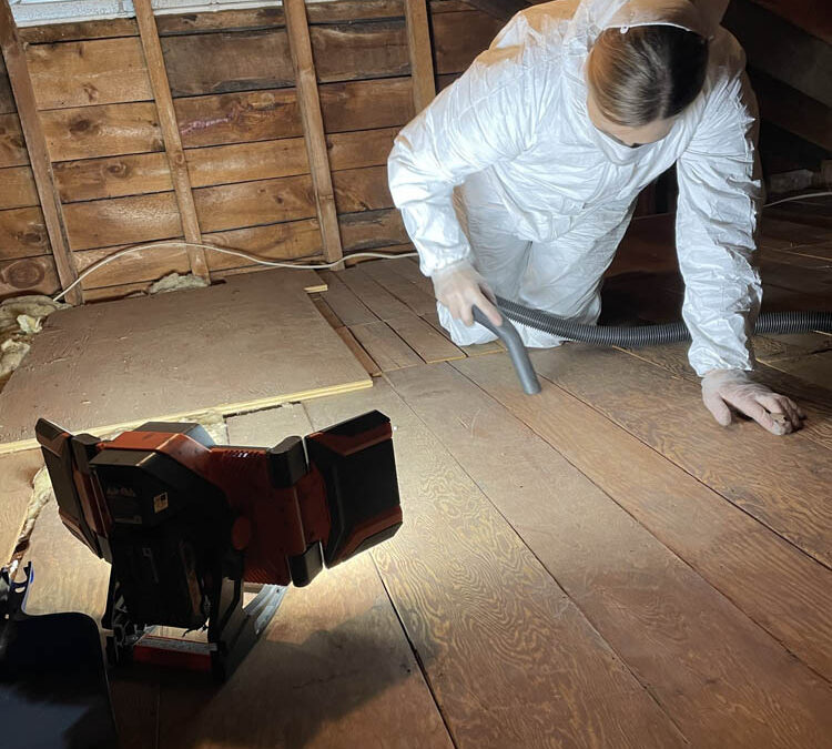 Spring Birth Season: Why Trapping the Animal in Your Attic Could Be a Costly Mistake