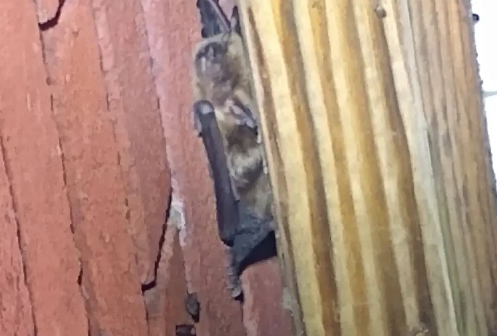 Bats in Your Attic as Fall Arrives: What Central PA Homeowners Need to Know
