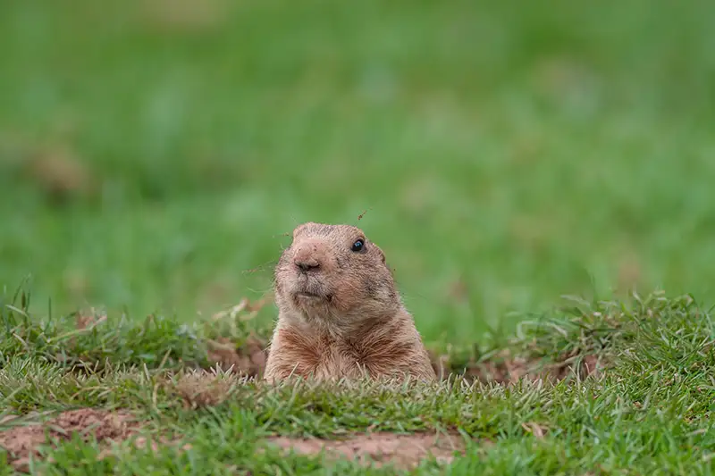 Groundhog Digging Near Your Foundation This Fall? Here’s What Central PA Homeowners Should Know