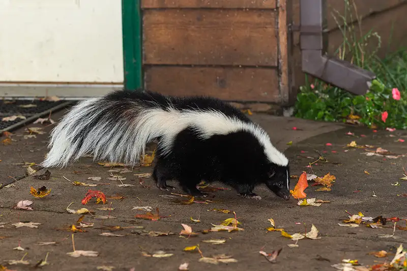 skunk-removal-01
