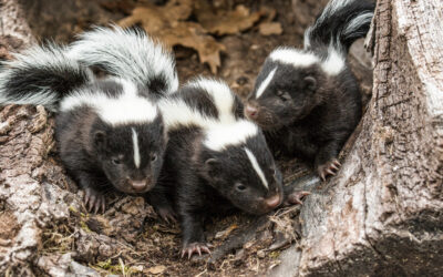 Navigating Skunk Mating Season in Central PA: What Homeowners Need to Know