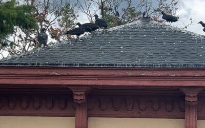 When Black Vultures Target Your Roof: The Ultimate Guide to Black Vulture Removal PA