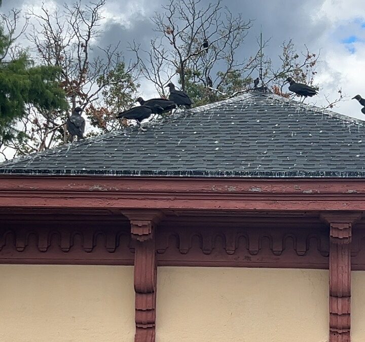 Black Vulture removal PA
