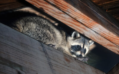 Sounds in the Attic at Night? What to Do About Raccoons in Your Central PA Home (And How to Keep Them Out)