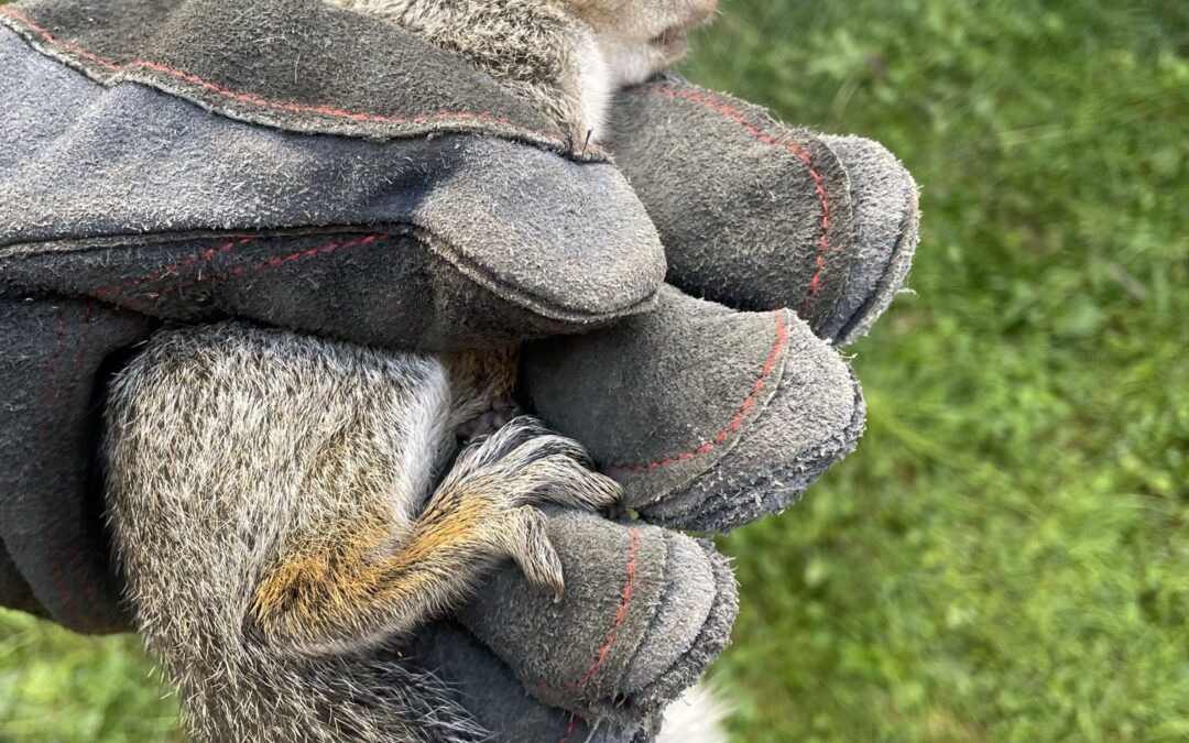 Noises in the Attic at Night? It Might Be Southern Flying Squirrels — Not Mice