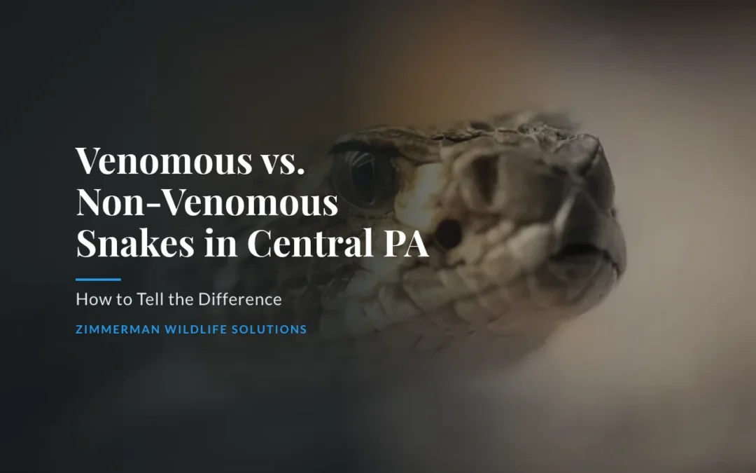 Venomous vs. Non-Venomous Snakes in Central PA: How to Tell the Difference